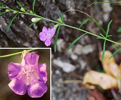 Agalinis purpurea