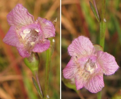 Agalinis skinneriana