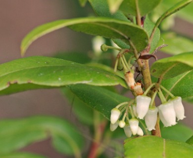 Agarista populifolia