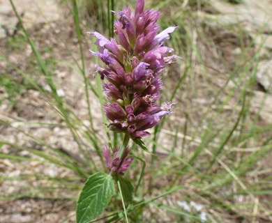 Agastache breviflora