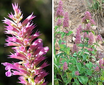 Agastache pallidiflora