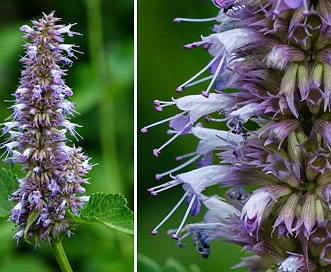 Agastache scrophulariifolia