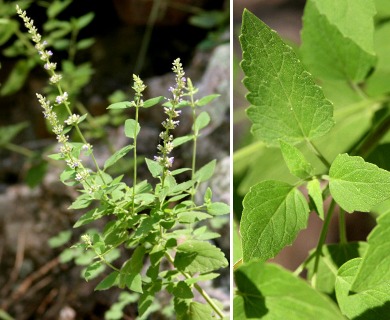 Agastache wrightii