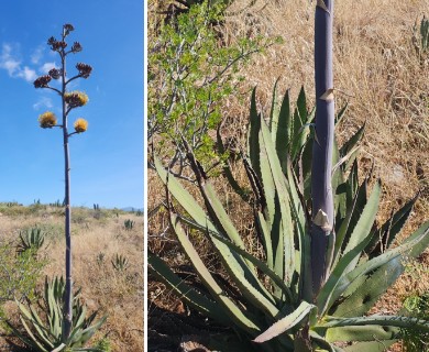 Agave aurea
