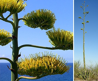 Agave chrysantha