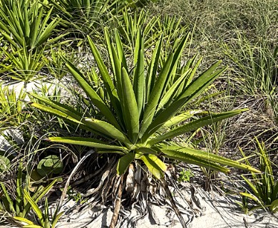 Agave decipiens
