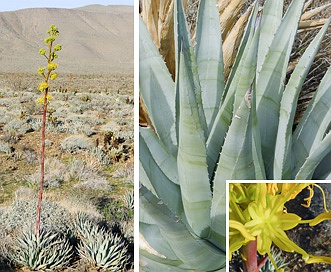 Agave deserti