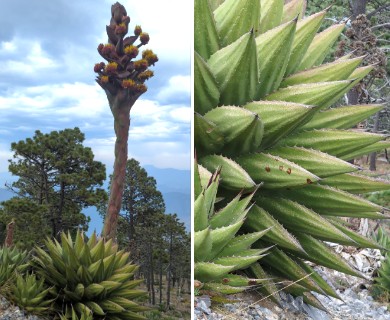 Agave gentryi