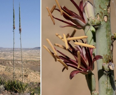 Agave lechuguilla