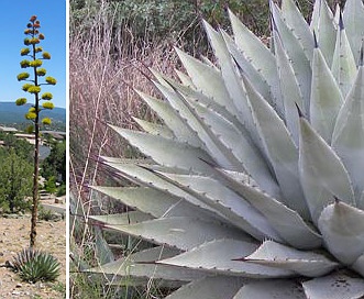 Agave parryi