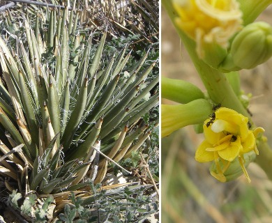 Agave schottii