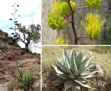 Agave shrevei