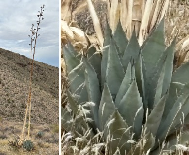 Agave simplex