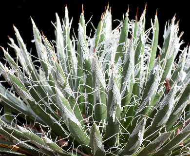 Agave toumeyana