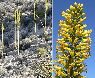 Agave utahensis