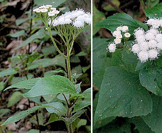 Ageratina adenophora