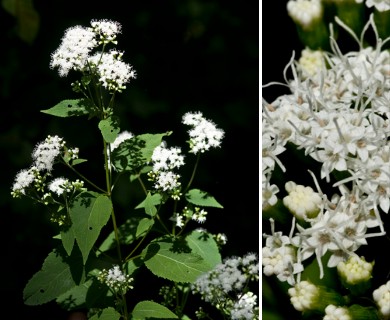 Ageratina altissima