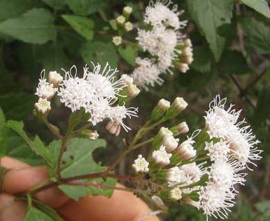 Ageratina havanensis