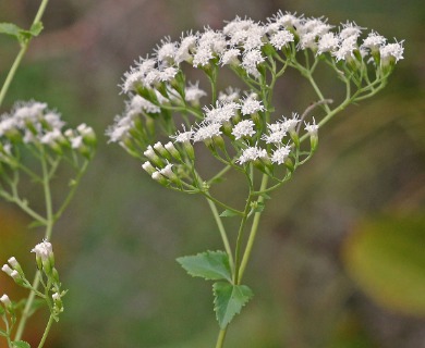 Ageratina jucunda