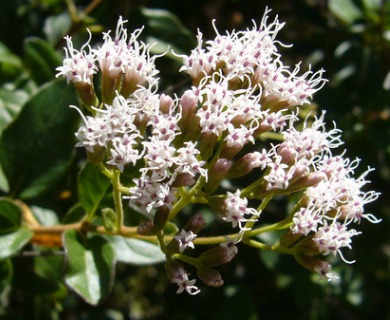 Ageratina ligustrina