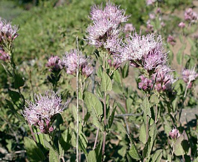 Ageratina occidentalis