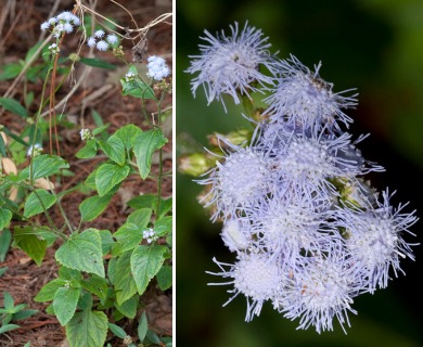 Ageratum houstonianum