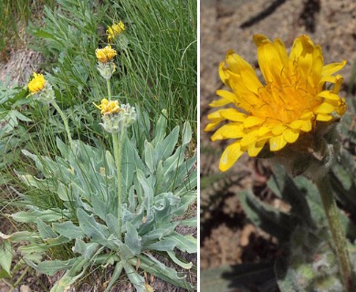 Agoseris glauca