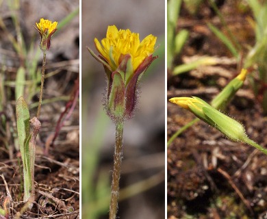 Agoseris heterophylla