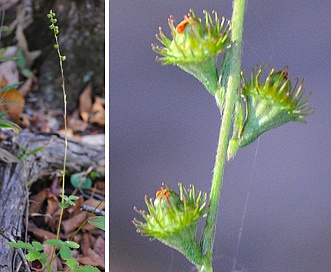 Agrimonia microcarpa