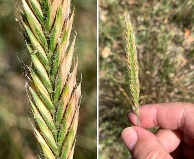 Agropyron desertorum