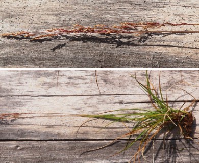 Agrostis aequivalvis