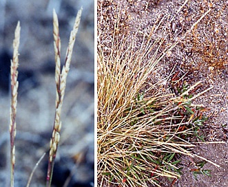 Agrostis blasdalei