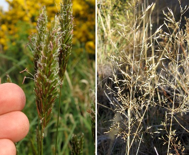 Agrostis capillaris