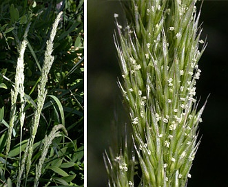 Agrostis exarata