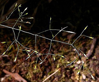 Agrostis perennans