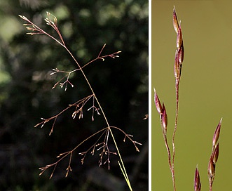 Agrostis scabra