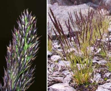 Agrostis variabilis