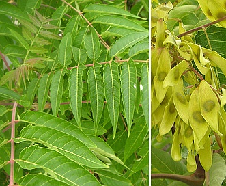 Ailanthus altissima