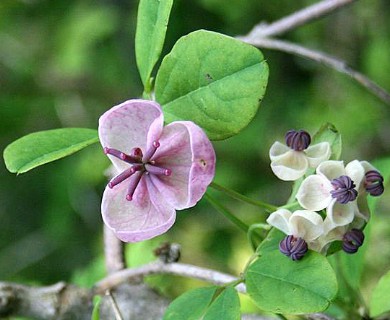 Akebia quinata