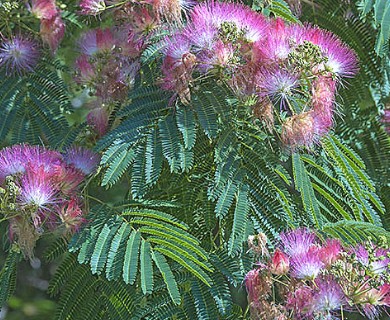 Albizia julibrissin