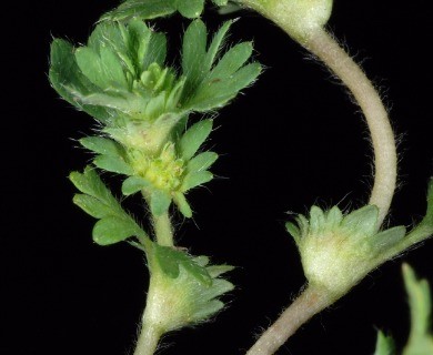 Alchemilla microcarpa