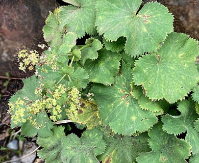 Alchemilla mollis