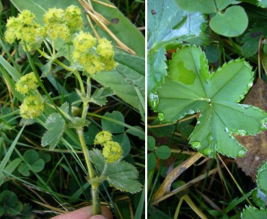 Alchemilla monticola