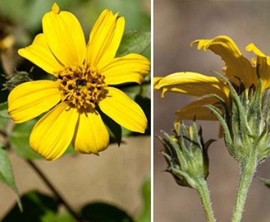 Aldama cordifolia