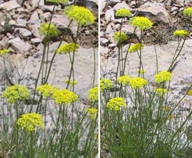 Aletes filifolius