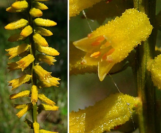 Aletris lutea