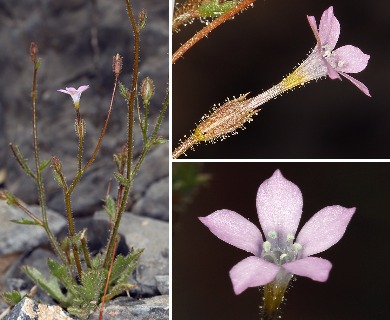 Aliciella hutchinsifolia