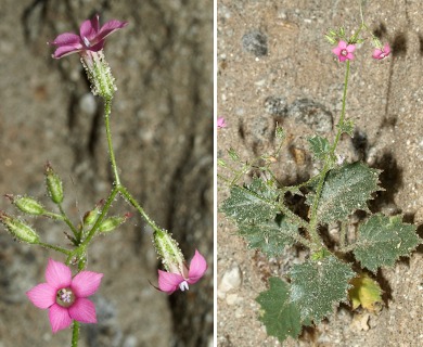 Aliciella latifolia