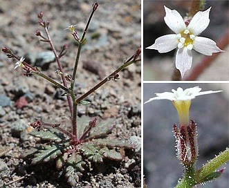 Aliciella leptomeria