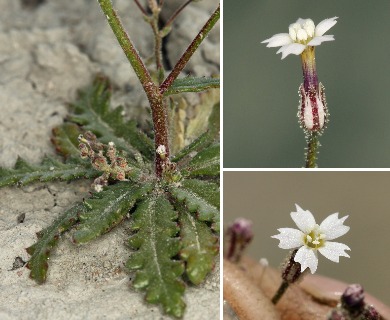 Aliciella triodon